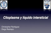 Histologia: Citoplasma y liquido intersticial