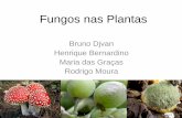 Fungos nas Plantas - Oídio e Míldio