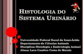 Histologia do sistema urinário