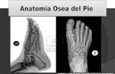 Anatomia osea del pie