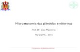 Microanatomia das glândulas endócrinas