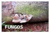 2 s fungi_ maio 2015