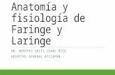 Anatomia y fisiología de faringe y laringe