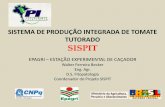 Walter Becker - “SISTEMA DE PRODUÇÃO INTEGRADA DE TOMATE TUTORADO”- Boas Práticas Agropecuárias e Produção Integrada - De 11 a 14 de novembro de 2014, em Foz do Iguaçu/PR.