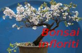 Bonsai infloriti