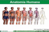 Aula 04   anatomia e fisiologia do sistema ósseo e articular..