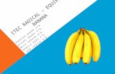 I tec radical – equipa banana