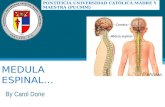 Expo de medula espinal & encefalo