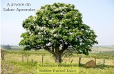 A árvore do saber aprender