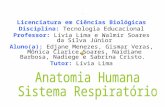 Slide Anatomia Humana