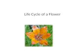 Flower life cycle