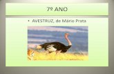 7º ano avestruz pdf