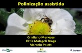 Cristiano Menezes - Polinização assistida