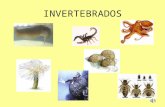 Os invertebrados
