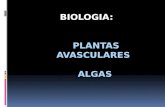 Algas e plantas avasculares 1o a