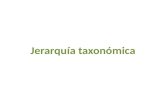 Jerarquía taxonómica1