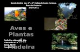 Aves e plantas da Madeira