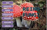 Aprentação reino fungi