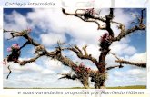 Apresentação - Cattleya intermedia - Por Manfredo Hubner