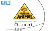 Programa Animal - Chinchila