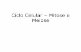 Ciclo Celular - Mitose e Meiose