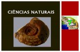 Ciências naturais 7   história da terra - fossilização