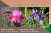 Familia iridaceae