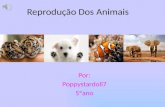 Reprodução dos animais Poppy