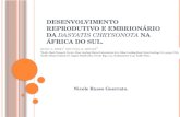 Desenvolvimento reprodutivo e embrionário da Dasyatis chrysonota na África do Sul