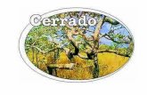O Cerrado; conceito e vegetação