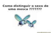 Como distinguir o sexo de uma mosca