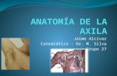 Anatomía de la axila