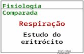 Respiração - Eritrócito