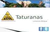 Programa Animal  Taturanas