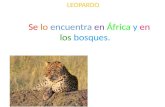 Leopardo por Juana y Nico F.