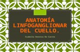 Anatomía Linfoganglionar Del Cuello[1]