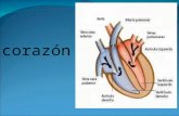 Anatomía Veterinaria Corazón