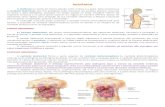 Resumo - Anatomia - Abdômen