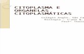 Citoplasma e Organelas Citoplasmáticas- 29-09