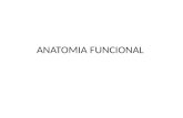 Anatomia Funcional Sistemas