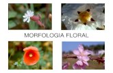 Aula. Morfologia Floral