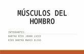 Músculos Del Hombro
