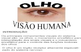 OLHO E VISAO HUMANA.ppt
