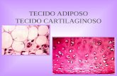 3 Tecido Adiposo Cartilaginoso