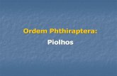 Estudantes - Ordem Phthiraptera