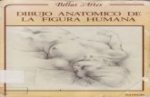 Louis Gordon Dibujo Anatómico de La Figura Humana