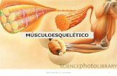 Músculo Esquelético e Músculo Liso