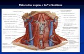 Musculos Suprahioideos e Infrahioideos 1213570191801849 9