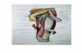 Biologia - Atlas de Anatomia Humana Laminas