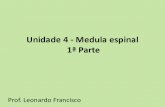 Unidade 4 - Medula Espinhal-Prof Leonardo Francisco